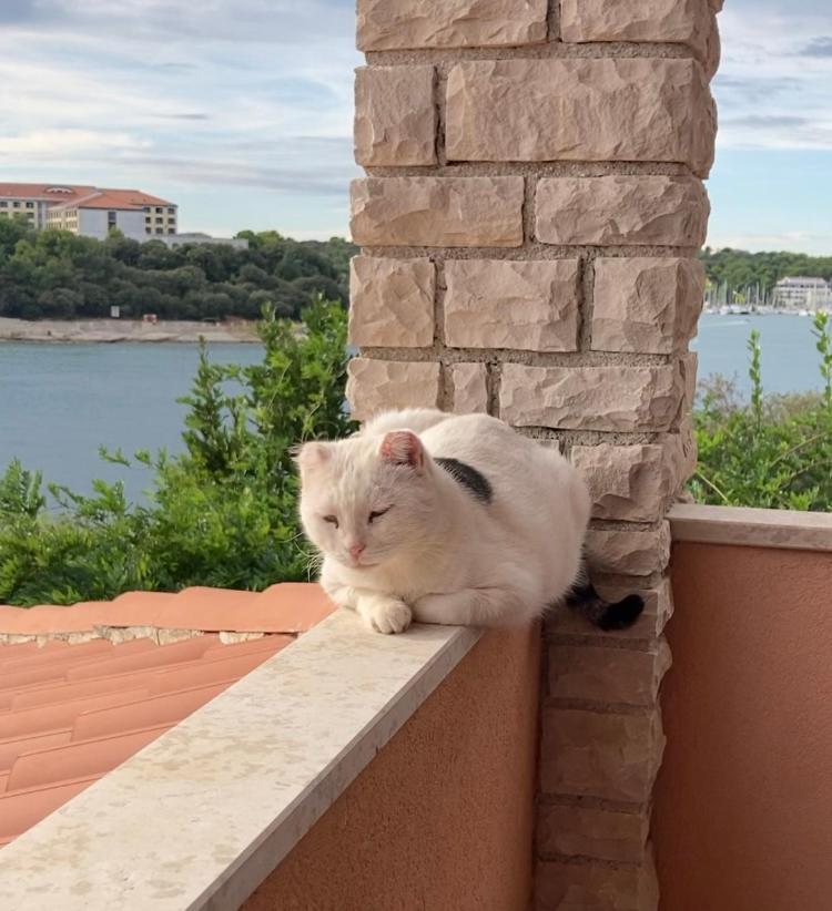 Goga Apartments Pula Dış mekan fotoğraf